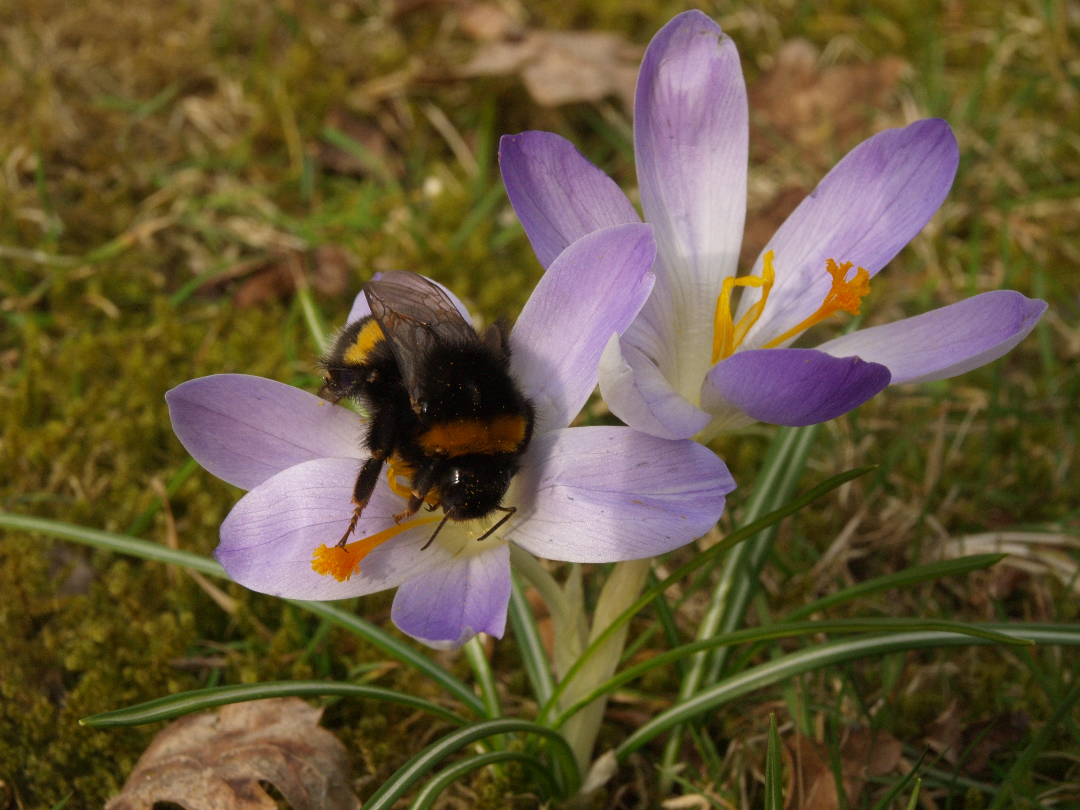 boerenkrokus