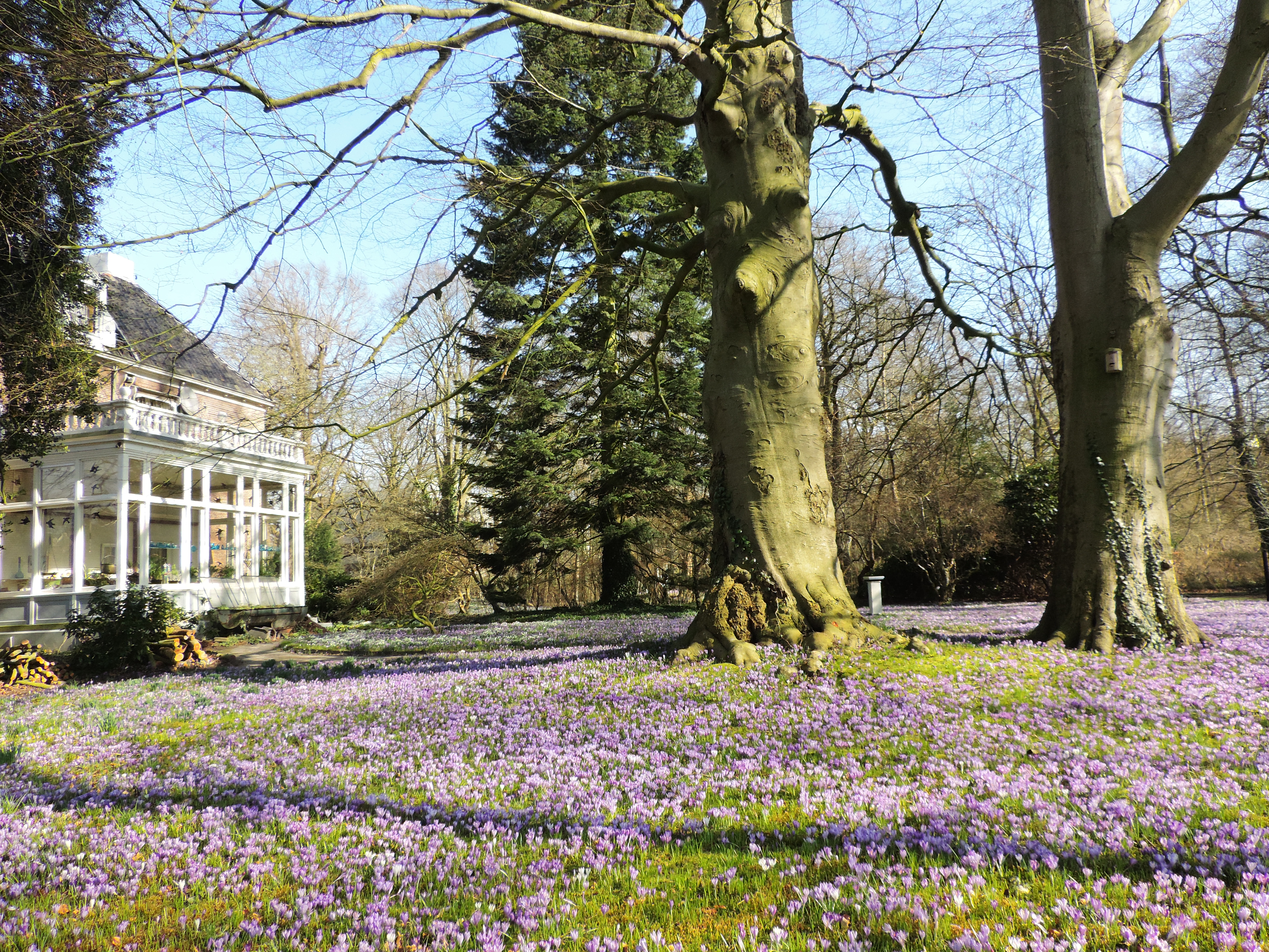 gazon met bonte krokus