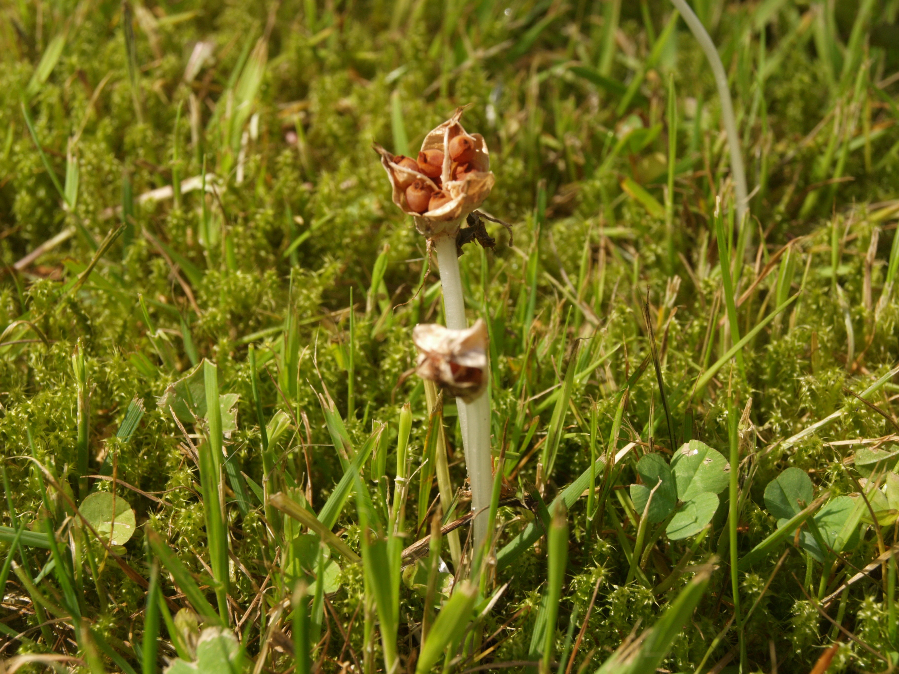 zaaddozen van de boerenkrokus